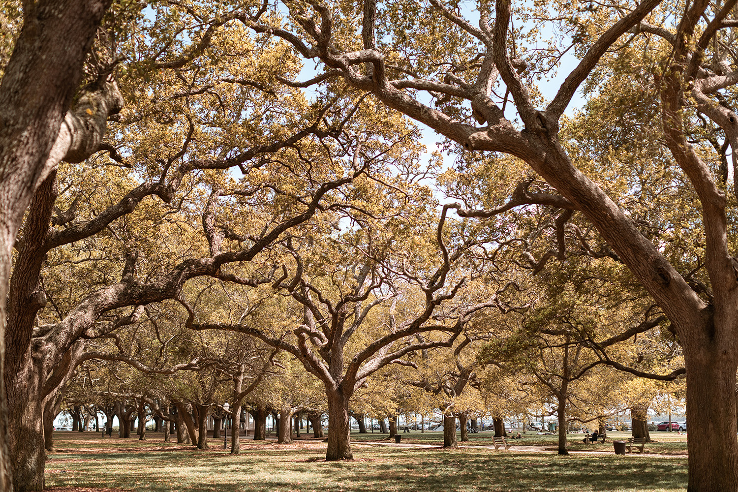 Majestic Oak Trees